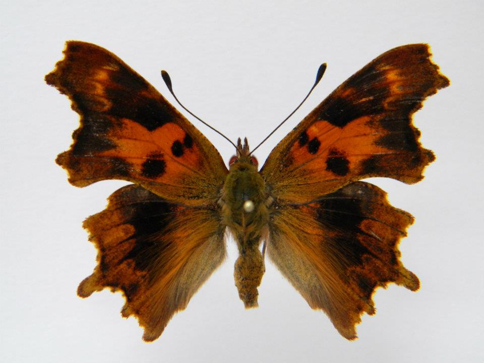 Polygonia c-album abb 3 (Internet Image property of respective owner, non-commercial use only)